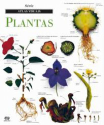 Capa de Plantas - Ática