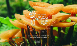 Capa de Primavera Fungi - Jeferson Müller Timm