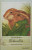 Capa do livro A lebre e as rãs