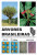 Capa do livro Árvores brasileiras volume 2