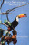 Capa do livro Aves silvestres: Minas Gerais